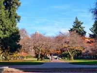 華盛頓大學絕美金秋