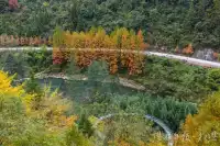 如果你去初冬裡的騰龍洞，將見到萬杉紅遍