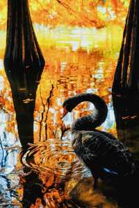 南京賞秋倒數最後10天必打卡的絕美秋色攻略