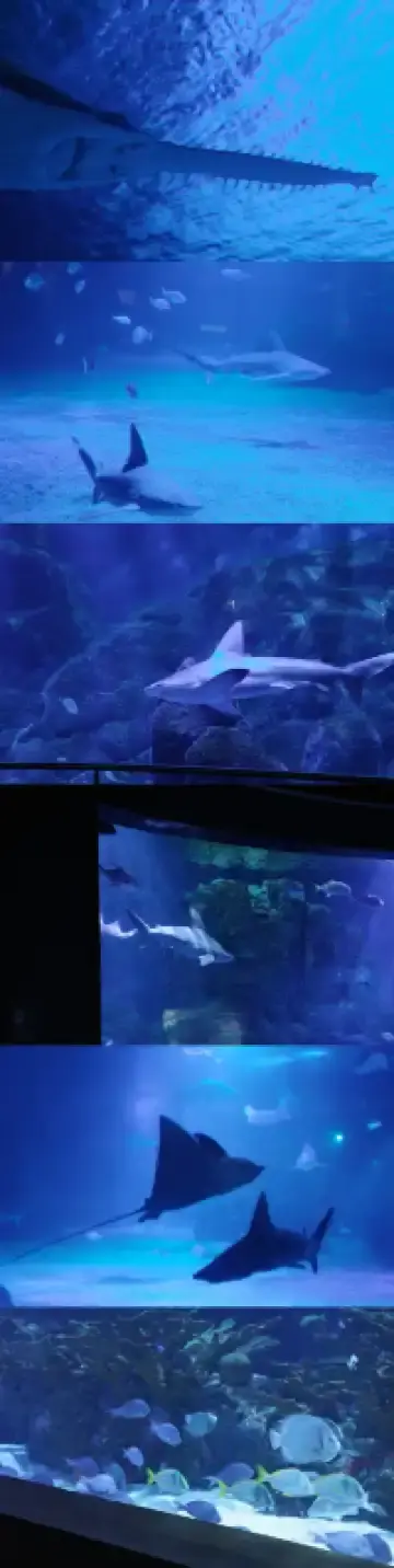 瓦倫西亞轉機4小時速通歐洲最大海洋館