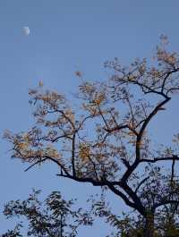 惠山古鎮免費遊玩攻略！秋日限定美景+精華路線