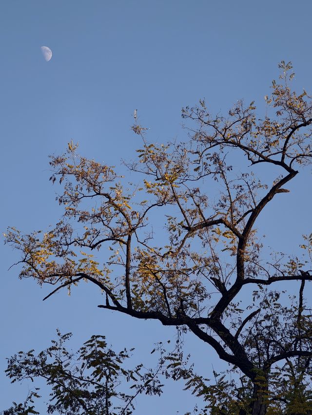 惠山古鎮免費遊玩攻略！秋日限定美景+精華路線