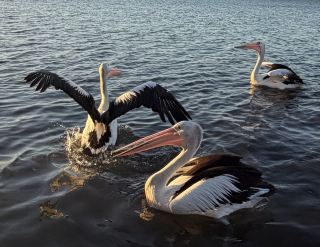 Pelicans are not confused, seagulls are a beat slow