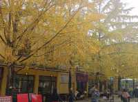 帽子峰林場金黃秋日仙境