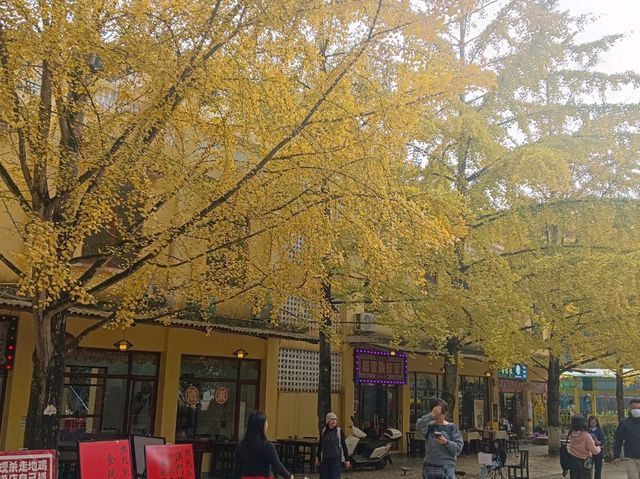 帽子峰林場金黃秋日仙境 帽子峰林場金黃秋日仙境