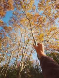 南京三天遊(秋天的尾巴)