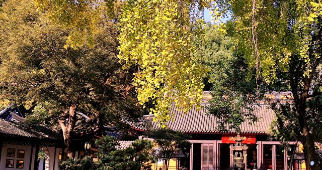 治平寺裡一片金黃