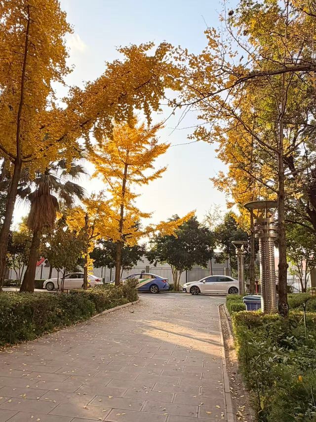 這個秋天,來昆明住進金色銀杏的童話裏 發現昆明小眾打卡地 - 維也納國際酒店(昆明高鐵南站市政府 這個秋天,來昆明住進金色銀杏的童話裏 發現昆明小眾打卡地 - 維也納國際酒店(昆明高鐵南站市政府