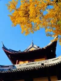 古剎追秋|北宋古寺、銀杏還有貓貓誰說秋意只在枝頭?