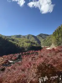 不是京都!實況無調色