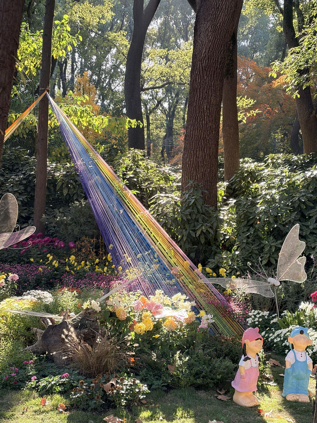 12月共青楓葉紅了銀杏黃了(附出片打卡點) 12月共青楓葉紅了銀杏黃了(附出片打卡點)