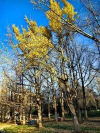 昆明大觀公園銀杏美