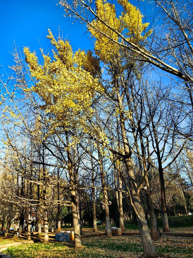昆明大觀公園銀杏美 昆明大觀公園銀杏美