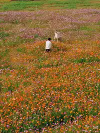 深圳全新花海五彩格桑花🩷免費拍照