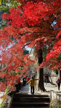 12.1號實況，青島崂山太清宮殺瘋了！