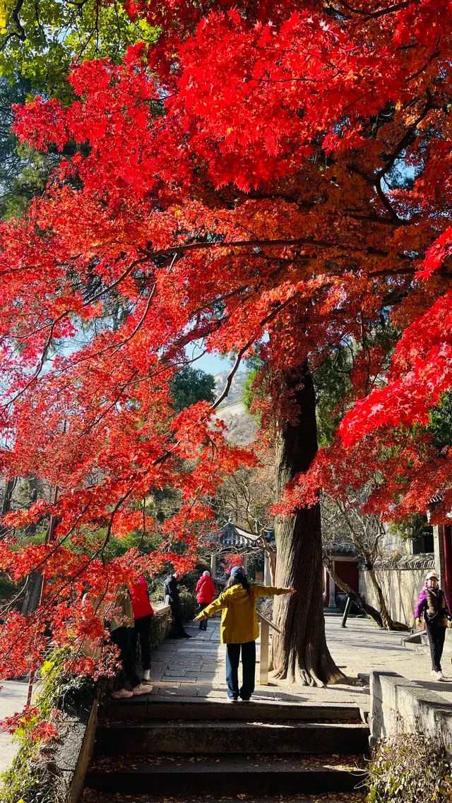 12.1號實況，青島崂山太清宮殺瘋了！