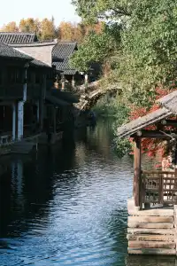 🪾千年銀杏，恰逢濮院橙黃橘綠時