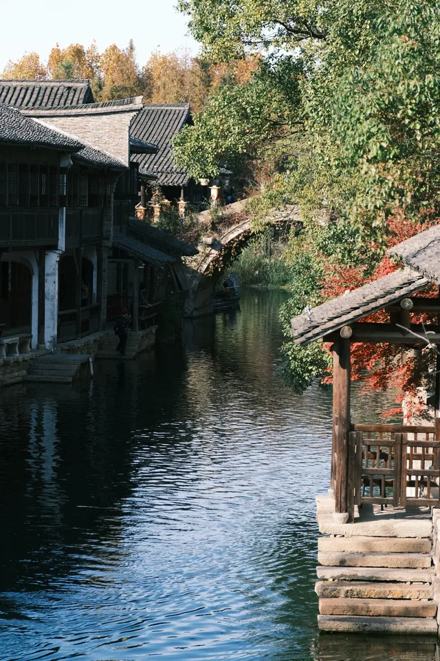 🪾千年銀杏，恰逢濮院橙黃橘綠時