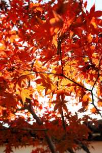 青浦隱世秋色地圖驚嘆老祖宗的審美