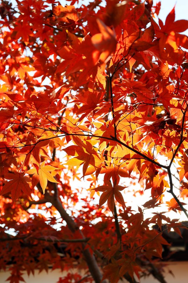 青浦隱世秋色地圖驚嘆老祖宗的審美 青浦隱世秋色地圖驚嘆老祖宗的審美