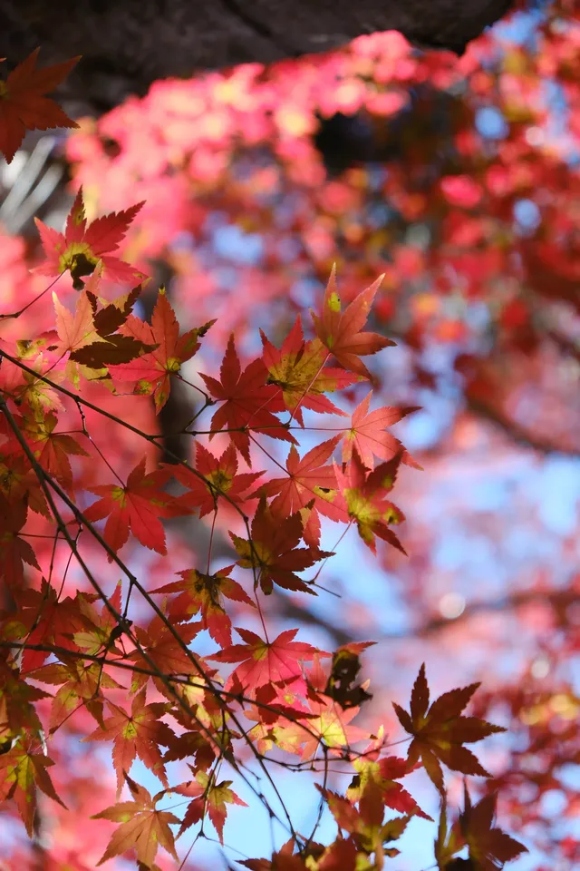 莫干山的楓葉紅啦錯過等一年