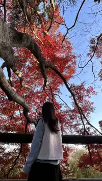 莫干山紅葉進度