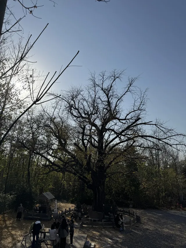 南京千年銀杏|原片直出無濾鏡 南京千年銀杏|原片直出無濾鏡