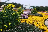 成都!!漫花莊園的菊花太前衛了!!!