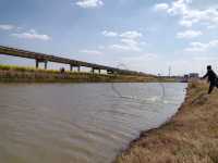 三月限定！阜南王家壩絕美油菜花海等你打卡