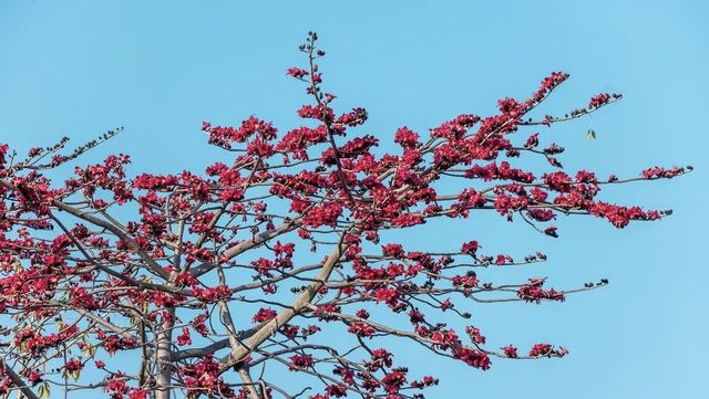 珠海望海亭賞花絕美機位