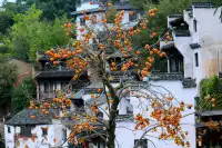 婺源篁嶺:為了出片而生的一座山村