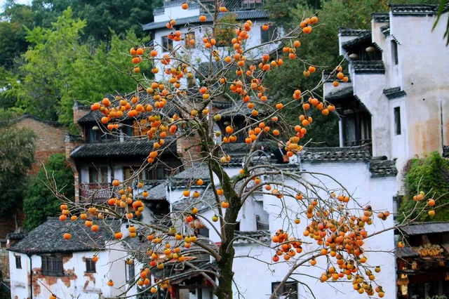 婺源篁嶺:為了出片而生的一座山村 婺源篁嶺:為了出片而生的一座山村