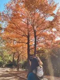 大棠楓香林.你沒看錯.這是香港的楓葉林喔