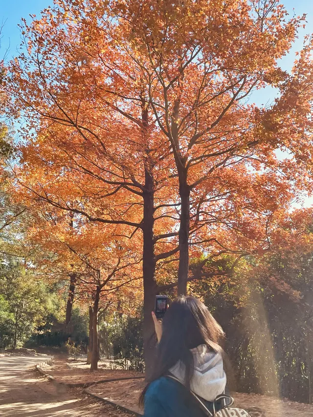 大棠楓香林.你沒看錯.這是香港的楓葉林喔 大棠楓香林.你沒看錯.這是香港的楓葉林喔