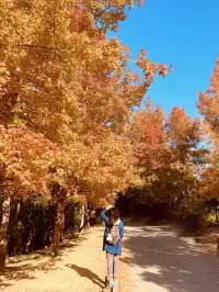 大棠楓香林.你沒看錯.這是香港的楓葉林喔