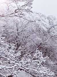 12月-2月來郴州莽山的!存下吧超全的!小眾玩雪地必衝!