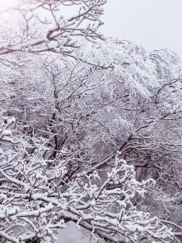 12月-2月來郴州莽山的!存下吧超全的!小眾玩雪地必衝! 12月-2月來郴州莽山的!存下吧超全的!小眾玩雪地必衝!