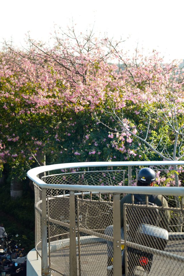 逃離城市喧囂廈門這條山海步道真的封神了