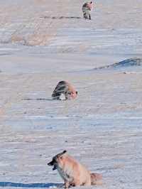 賽湖冬探:冰原上的毛茸茸精靈
