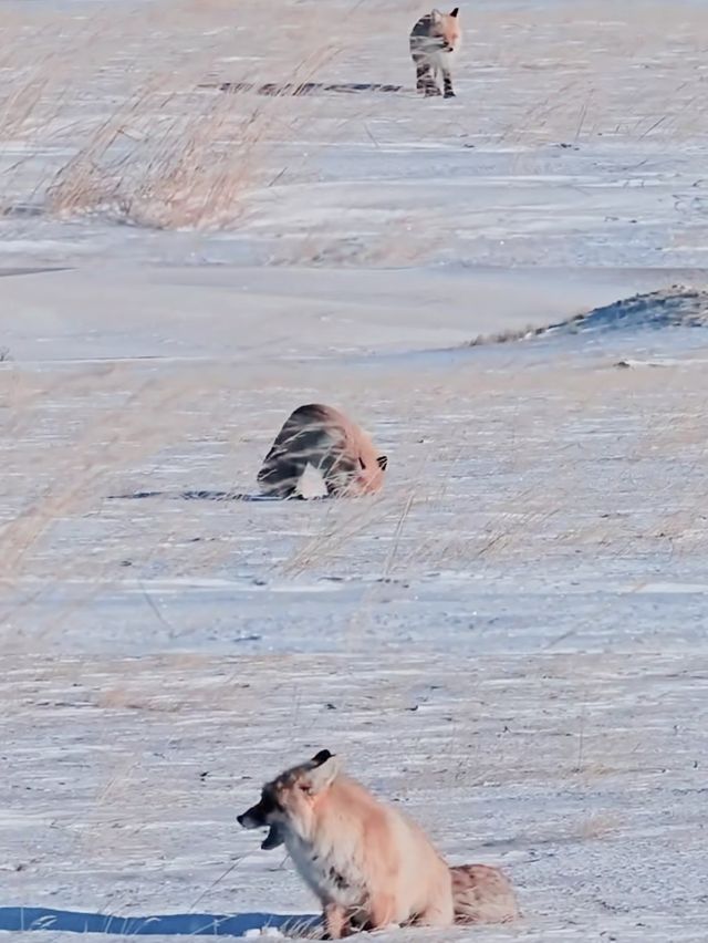 賽湖冬探:冰原上的毛茸茸精靈 賽湖冬探:冰原上的毛茸茸精靈