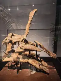 上海自然博物館中國恐龍大展 | 一眼看億年