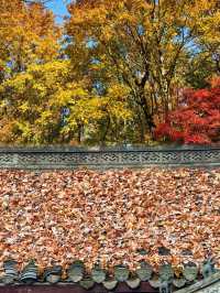 被問爆了!這個秋天在永泉小鎮,找到了江南最治癒的時光