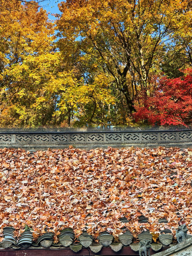 被問爆了!這個秋天在永泉小鎮,找到了江南最治癒的時光 被問爆了!這個秋天在永泉小鎮,找到了江南最治癒的時光