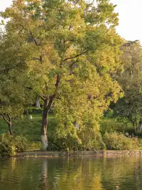 玄武湖|秋日序章