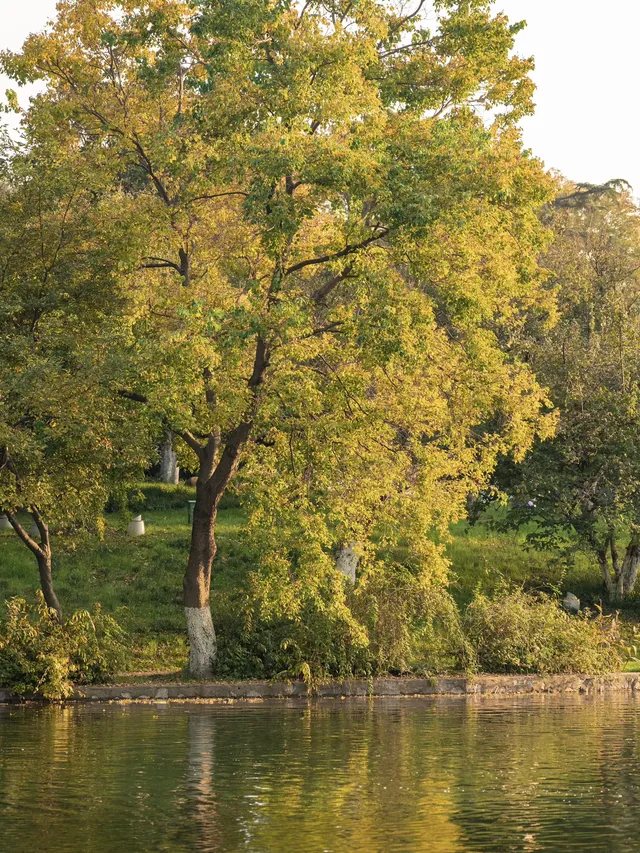 玄武湖|秋日序章 玄武湖|秋日序章
