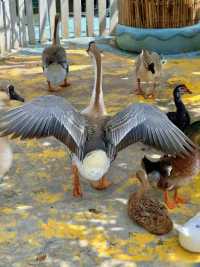 廈門小眾遛娃聖地集美果樂園一日遊攻略