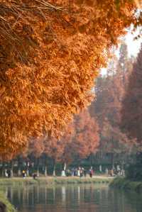 成都昇仙湖公園|晨霧下的水杉林是那麼的夢幻