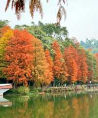 深圳仙湖植物園|遛娃寶藏地打卡賞花絕佳去處