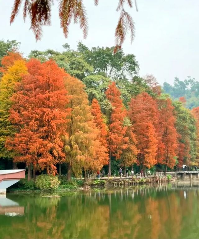 深圳仙湖植物園|遛娃寶藏地打卡賞花絕佳去處 深圳仙湖植物園|遛娃寶藏地打卡賞花絕佳去處