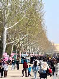 保定3-4月春遊攻略｜兩大寶藏地，赴一場春日之約